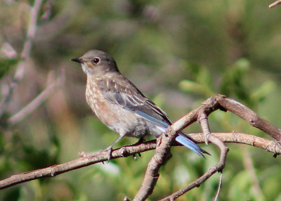 Western Bluebird; juvenile