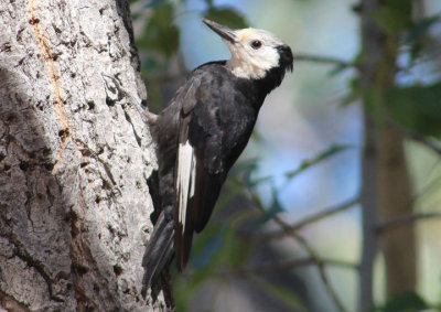 White-headed Woodpecker; female