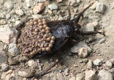 Belostoma Giant Water Bug species; male