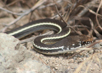 California Striped Racer