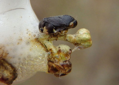 Clastoptera lineatocollis; Spittlebug species; male