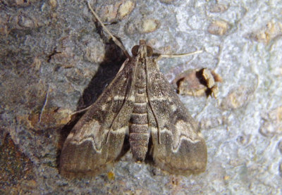5156.5 - Duponchelia fovealis; European Pepper Moth; exotic