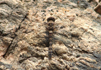Paltothemis lineatipes; Red Rock Skimmer; female