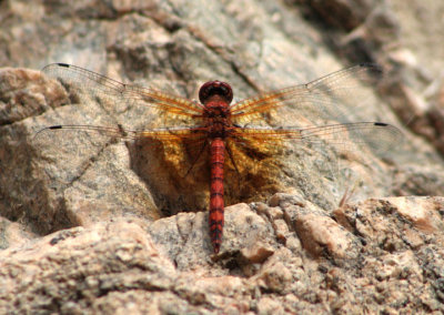 Paltothemis lineatipes; Red Rock Skimmer; male