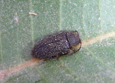 Artematopodidae Soft-bodied Plant Beetle species