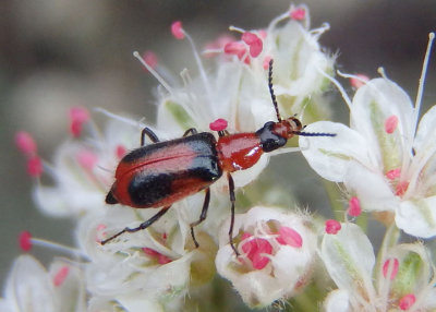Soft-winged Flower Beetles
