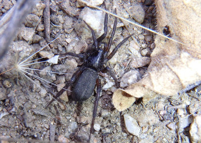 Zelotes Ground Spider species