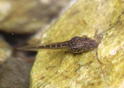 Baja California Treefrog tadpole