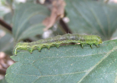 11071 - Heliothis virescens; Tobacco Budworm Moth caterpillar