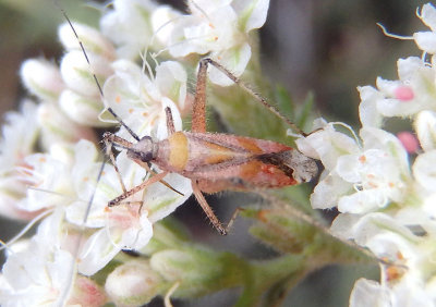Phytocoris roseus; Plant Bug species