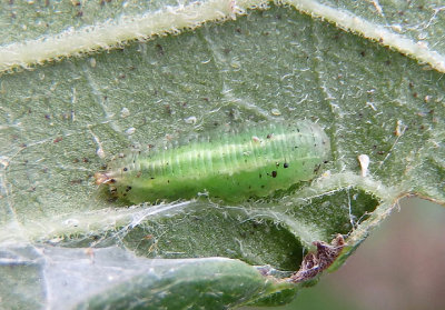 Allograpta Syrphid Fly species larva