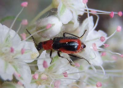 Tanaops Soft-winged Flower Beetle species