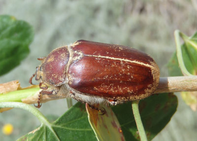 Amblonoxia Dusty June Beetle species