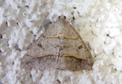 6396 - Digrammia neptaria; Dark-bordered Granite