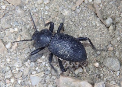 Blapylis Desert Stink Beetle species