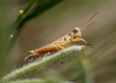 Melanoplus cinereus cyanipes; Grayish Sagebrush Grasshopper; male