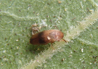 Pentaria trifasciata; False Flower Beetle species