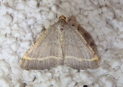 6301 - Speranza guenearia; Geometrid Moth species