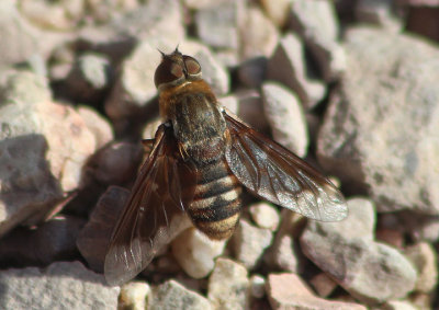 Villa miscella; Bee Fly species