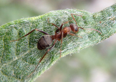 Formica moki; Wood Ant species