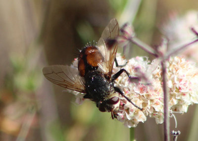 Tachina Tachinid Fly species