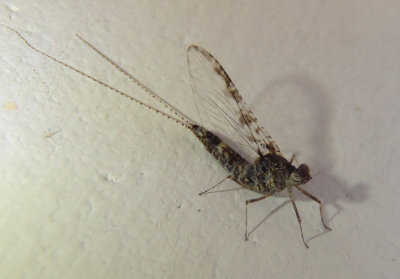 Callibaetis pictus; Small Minnow Mayfly species; female