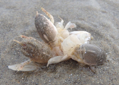 Pacific Mole Crabs