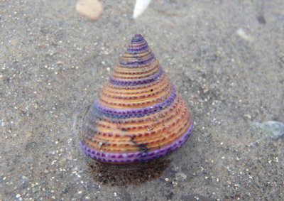Purple-ringed Top Shell