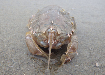 Spiny Mole Crab