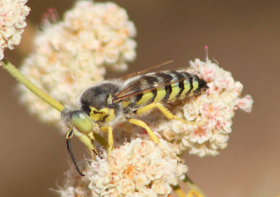 Bembix Sand Wasp species