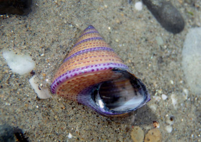 Purple-ringed Top Shell