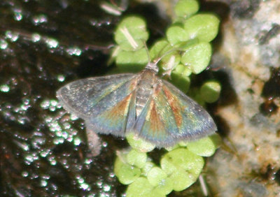 4843 - Heliothelopsis unicoloralis; Pyralid Moth species