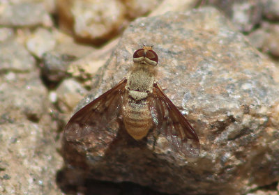 Neodiplocampta Bee Fly species