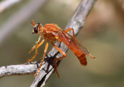 Saropogon luteus; Robber Fly species