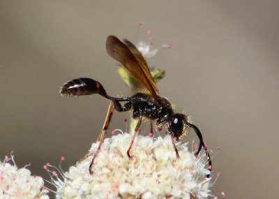 Isodontia elegans; Grass-carrying Wasp species