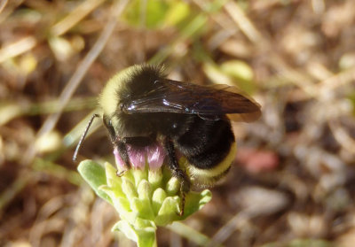 Pyrobombus Bumble Bee species
