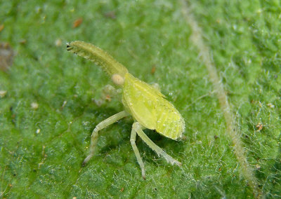 Scolops Dictyopharid Planthopper species nymph 