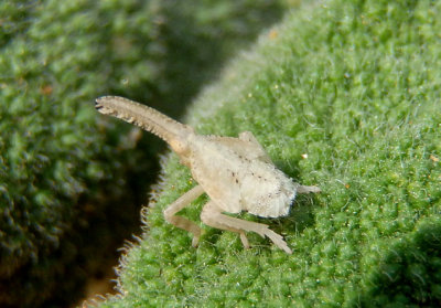 Scolops Dictyopharid Planthopper species nymph