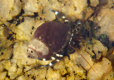 Hairy Hermit Crab inhabiting Emarginate Dogwinkle shell