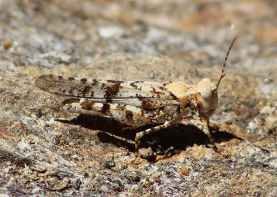 Trimerotropis occidentalis; Occidental Grasshopper; male