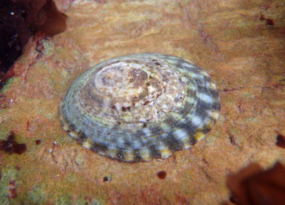 Giant Owl Limpet
