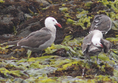 Heerman's Gulls; breeding
