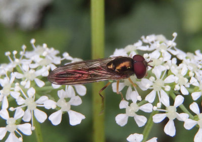 Melanostoma mellinum; Syrphid Fly species; male