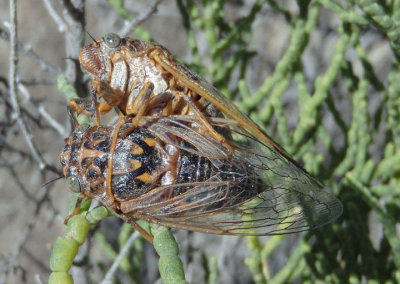 Okanagana vanduzeei; Cicada species