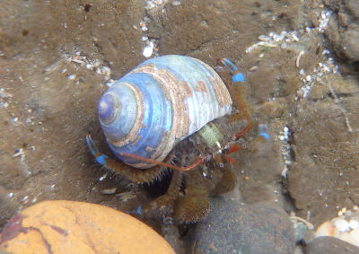 Blueband Hermit Crab in Tegula species shell