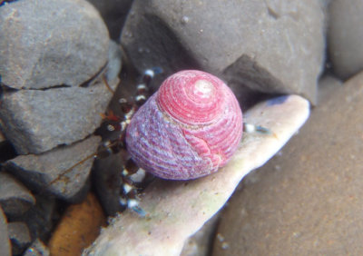 Hairy Hermit Crab in Dall's Dwarf Turban shell