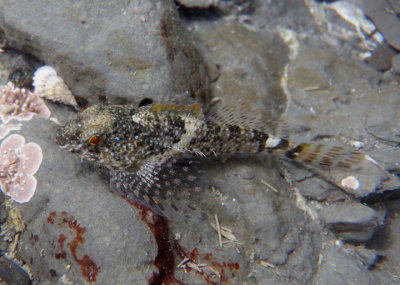 Tidepool Sculpin