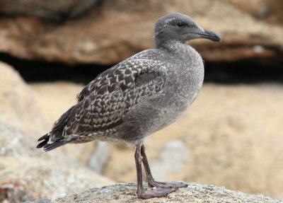 Western Gull; juvenile