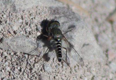 Aphoebantus Bee Fly species