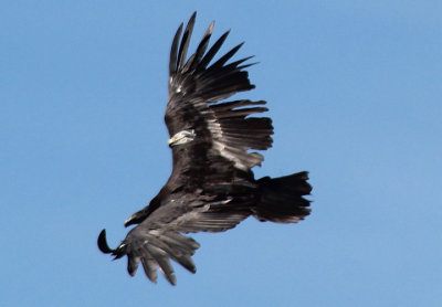 California Condor; juvenile 